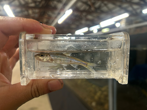 Bigeye Chub