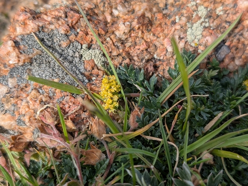 Oreoxis alpina observed 2026-08-30