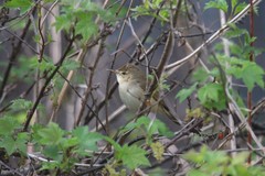 Acrocephalus dumetorum