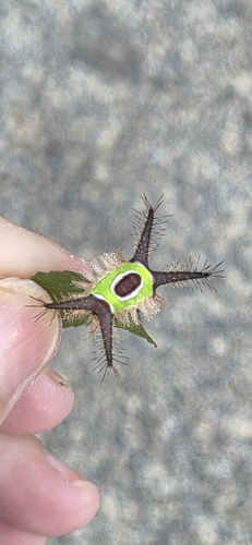 Saddleback Caterpillar Moth