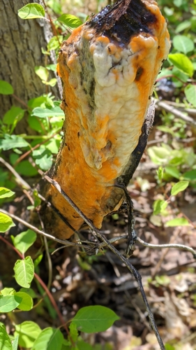 deer vomit