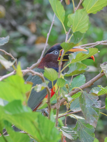 Pteroglossus castanotis australis