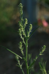 Corispermum elongatum
