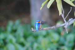 Corythornis vintsioides