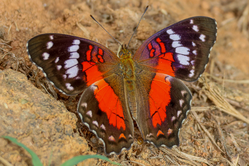 Red Peacock