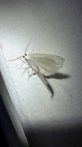 Pale Beauty (Campaea perlata)