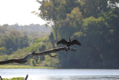 Anhinga rufa vulsini