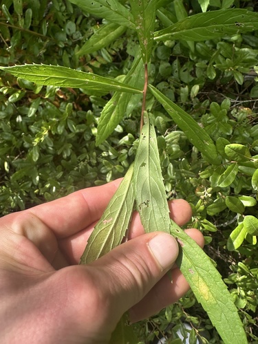 Eurybia radula, photograph 3