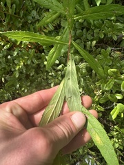 Eurybia radula, photograph (c) Scott Ward, some rights reserved (CC BY)
