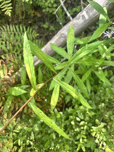Eurybia radula, photograph 2