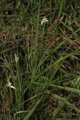 Rhynchospora nervosa