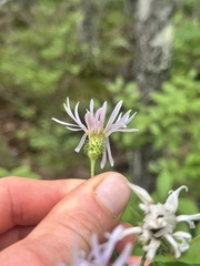 Eurybia radula, photograph (c) Scott Ward, some rights reserved (CC BY)