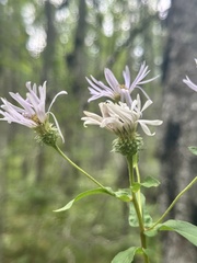 Eurybia radula