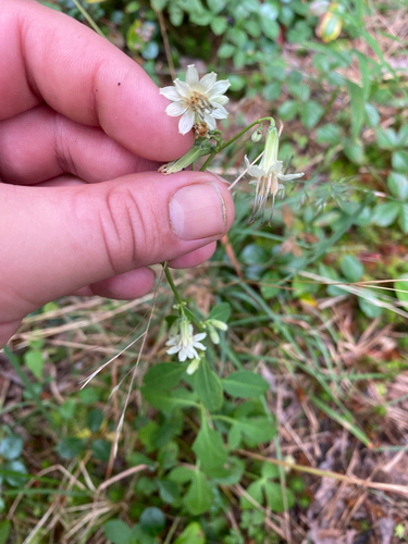 Nabalus trifoliolatus, photograph 4