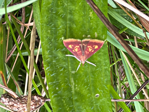 Mint-loving Pyrausta Moth (Pyrausta acrionalis)