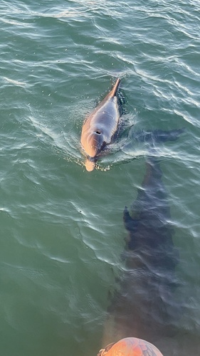 Common Bottlenose Dolphin observed by rileyiirene