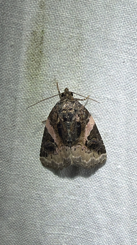 Pink-barred Pseudeustrotia Moth (Pseudeustrotia carneola)