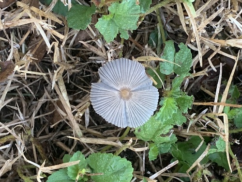 pleated inkcap