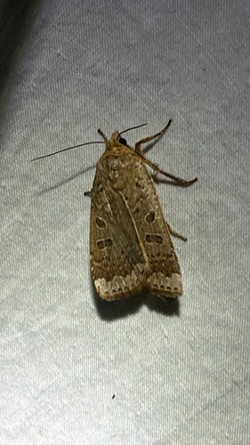 Greater Red Dart (Abagrotis alternata)