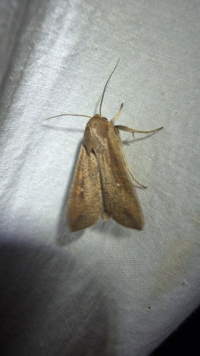 Armyworm Moth (Pseudaletia unipuncta)