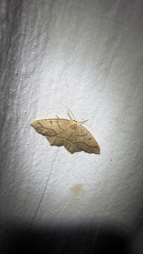 Hemlock Looper Moth (Lambdina fiscellaria)