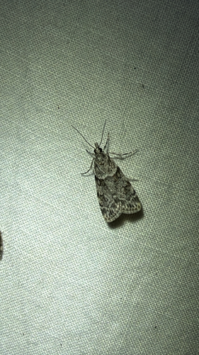 Double-striped Scoparia Moth (Scoparia biplagialis)