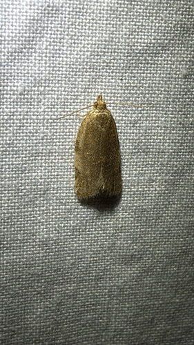 Greenish Apple Moth (Clepsis virescana)