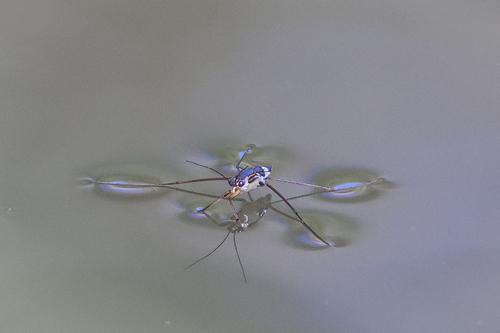 Striped Pond Skaters