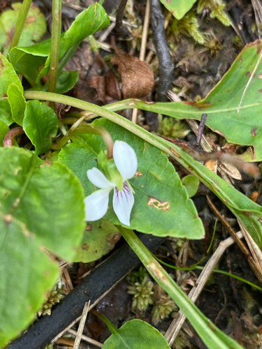 Viola primulifolia