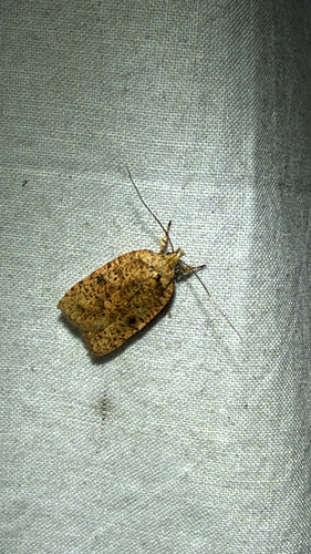 Thelma's Agonopterix Moth (Agonopterix thelmae)