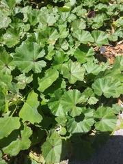 Malva neglecta