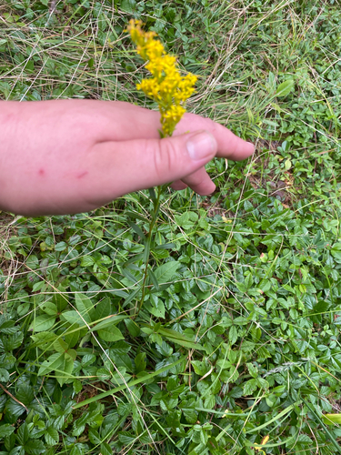 Solidago uliginosa, photograph 6