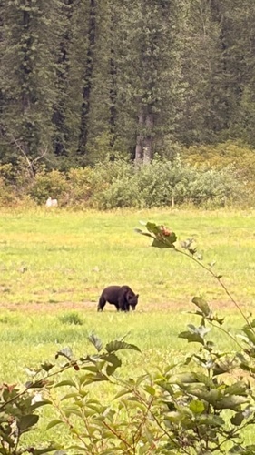 Black Bear sighting near Squamish-Lillooet