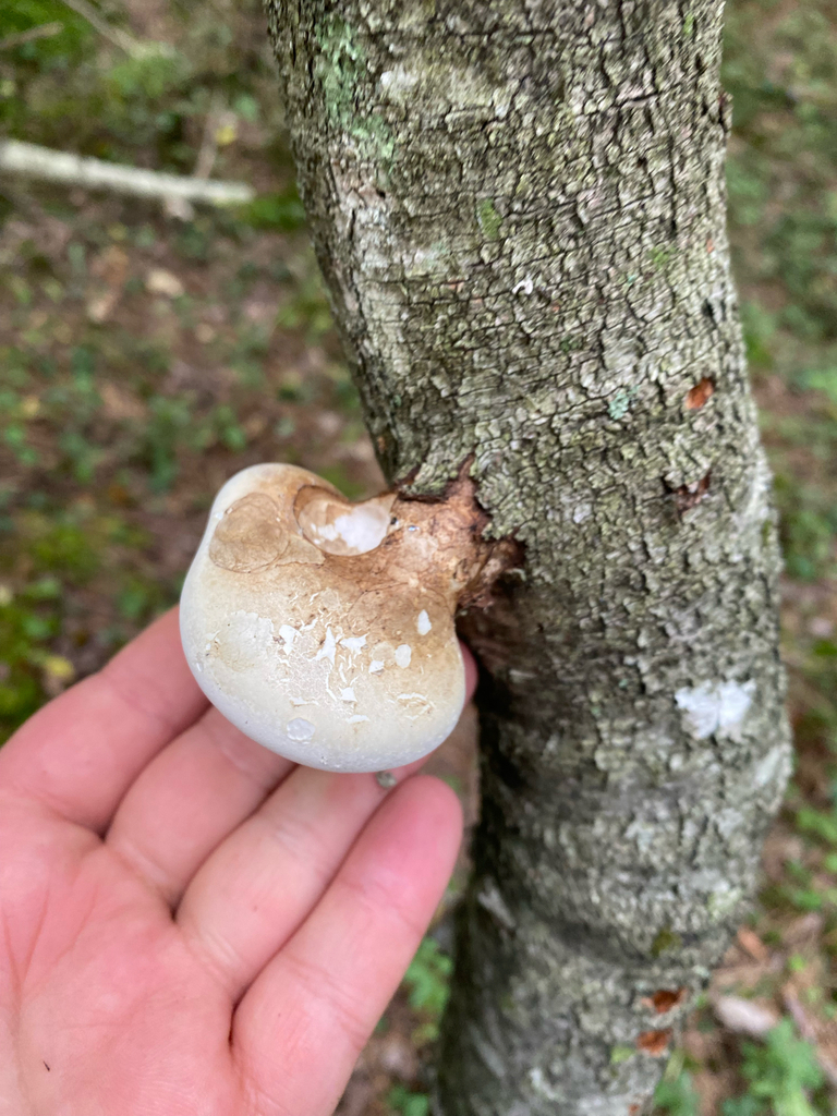 birch polypore · August 2026 · photo: Photo: no rights reserved · iNaturalist