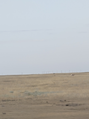 Pronghorn