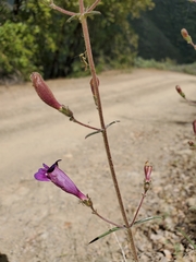 Penstemon laetus laetus