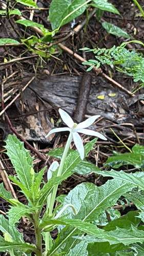 Isotoma, 2026-08-23