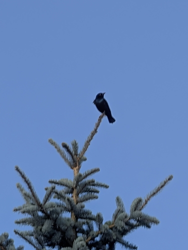 Brewer's Blackbird