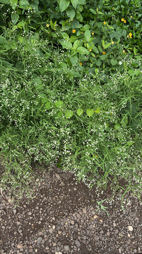 Parthenium hysterophorus observed 2026-08-23