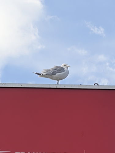 Ring-billed Gull