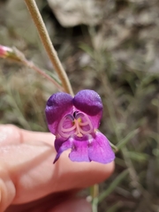 Penstemon laetus laetus