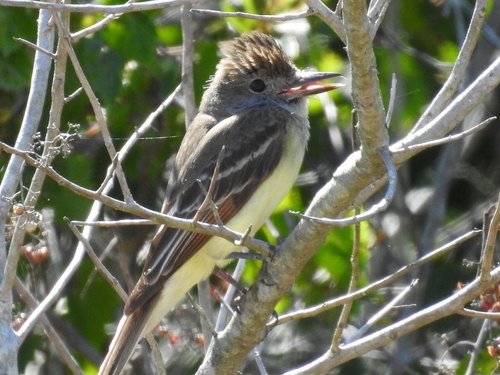 Tyrannidae image