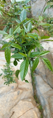 Otholobium glandulosum, 2026-08-30
