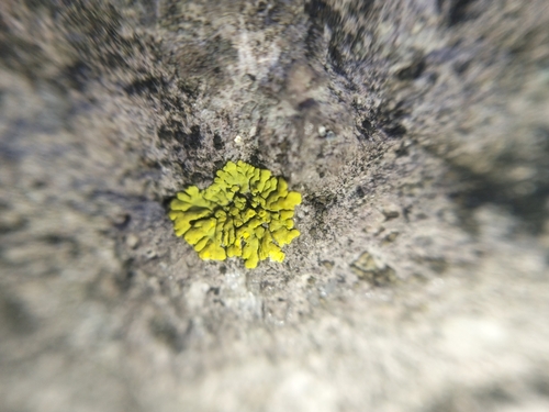 Mexican Yolk Lichen