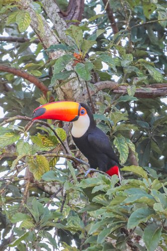 Toco Toucan