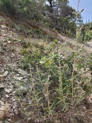 Penstemon laetus laetus