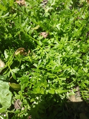 Lepidium didymum