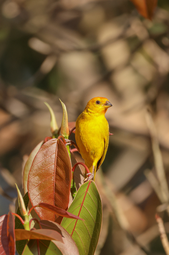 Saffron Finch