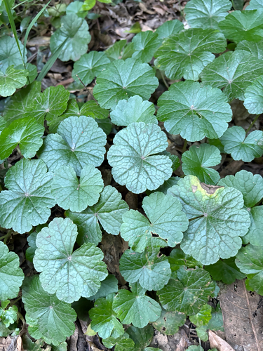 Hydrocotyle pedicellosa observed 2026-08-29