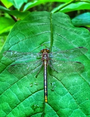 Phanogomphus oklahomensis